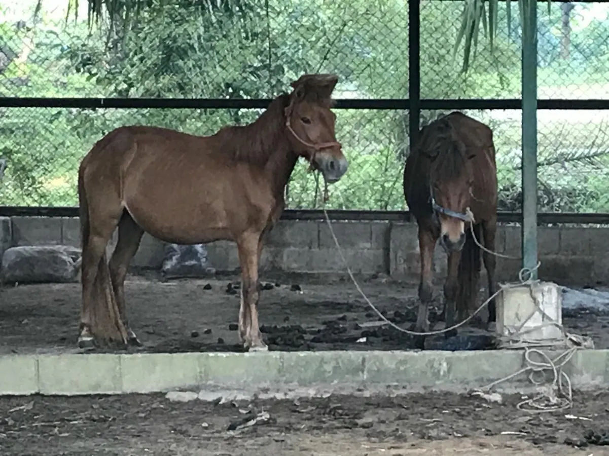 Phang-Nga Farm Stay Khao Lak 0*,  Thailand