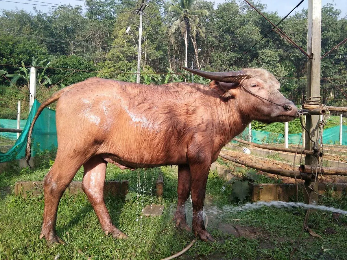 Phang-Nga Farm Stay Khao Lak