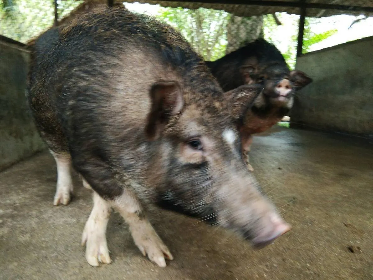 Phang-Nga Farm Stay Khao Lak Thailand