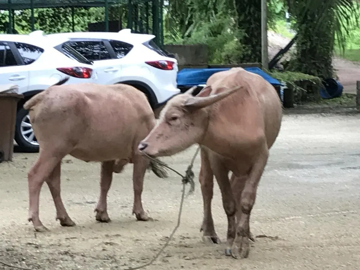 Phang-Nga Farm Stay Khao Lak 0*,